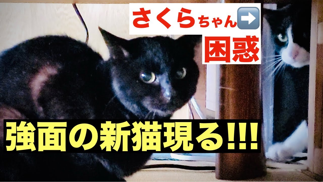 強面の黒猫出現！さくらちゃん困惑