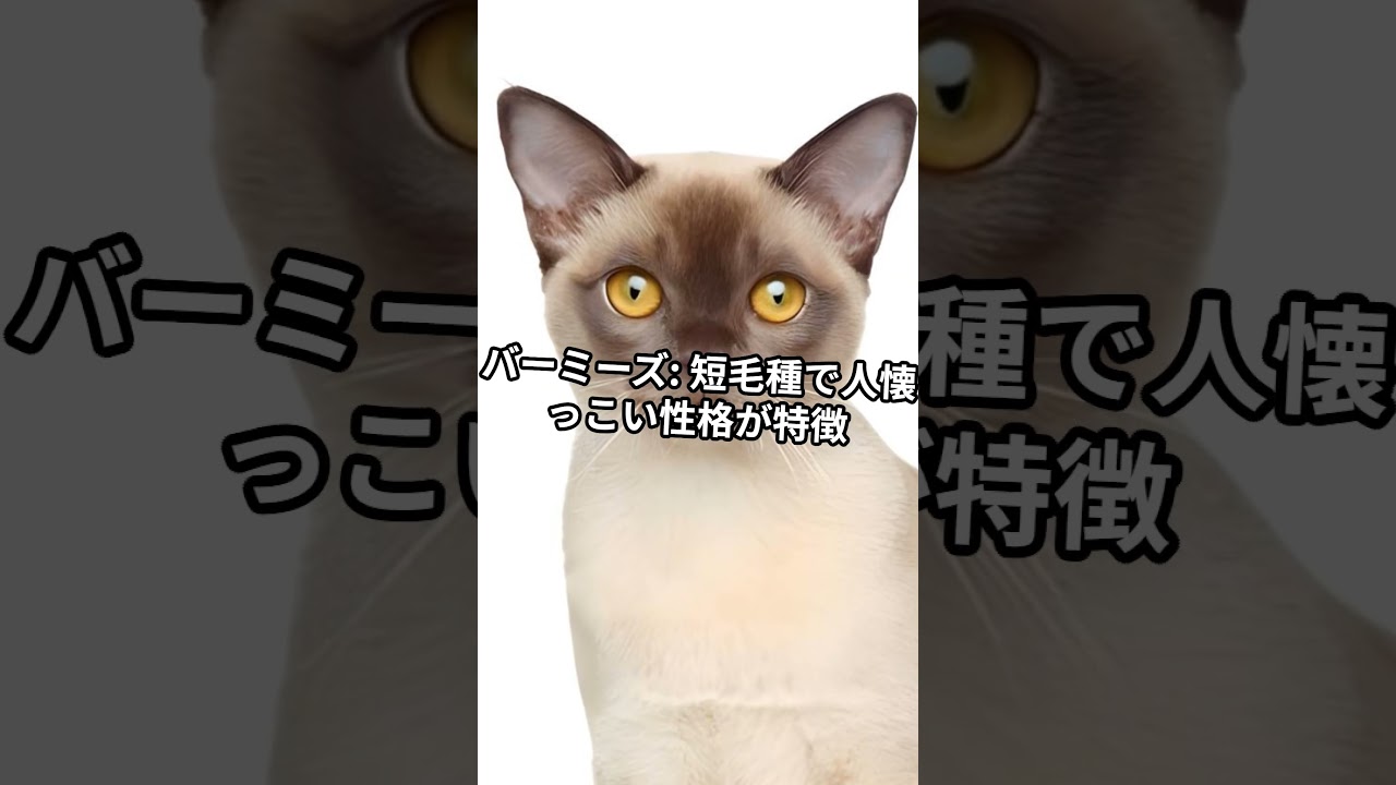 ラグドールが生まれるまでの秘密