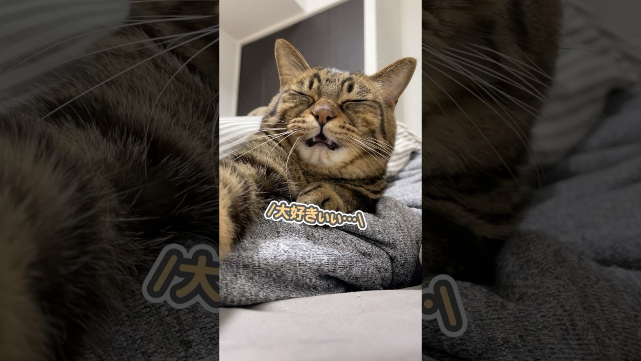 ママの腕にしがみつきながら、「大好きぃ…」と甘える猫