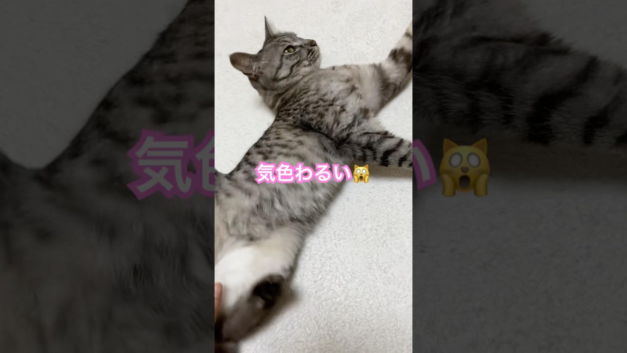 なんかちゃう🙀🙀【幸のスズ】#shorts  #catshorts  #ねこ  #cat  #kitten  #保護猫  #猫のいる暮らし  #猫  #猫動画 #catlovers  #cats