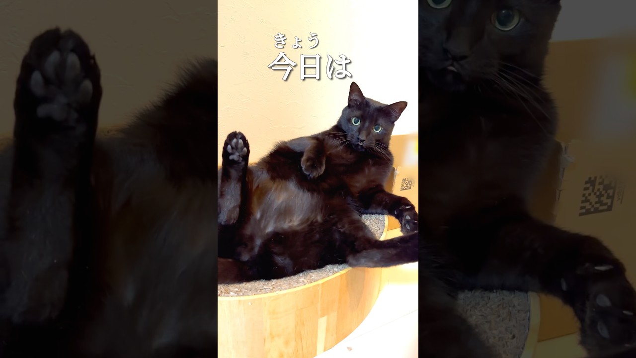 【怠惰】明日は休みなので前夜からダラダラ過ごす事を決めたクロネコがこちらです。Isn't it enough just to be cute?【ねこ Cat】