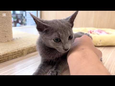 【2025/4/27 撮影公開】ロシアンブルー 男の子 最新動画を公開！しなやかなボディが特徴のロシアンブルーが登場！入店早々から驚異の人懐っこさ♡