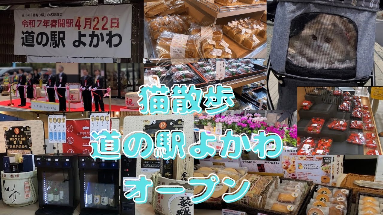 【猫散歩】兵庫旅/道の駅巡り/道の駅よかわ/スコティッシュフォールド/Hyogo Trip