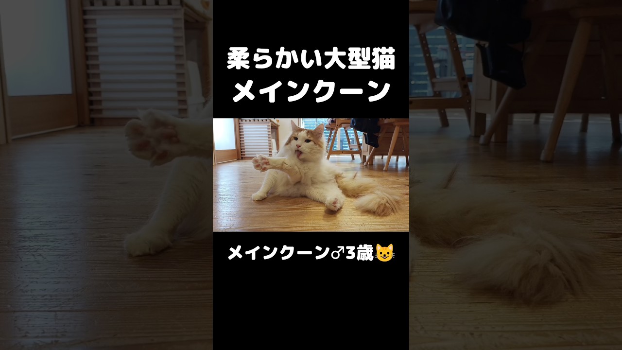 柔ニャン体操 #猫のいる暮らし #猫 #メインクーン #ねこ #mainecoon #cat