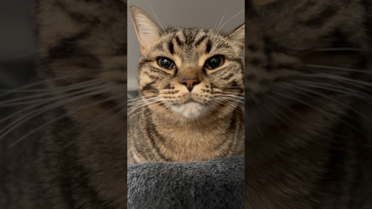 パパが帰宅が遅くなり怒る猫www #shorts #猫 #cat