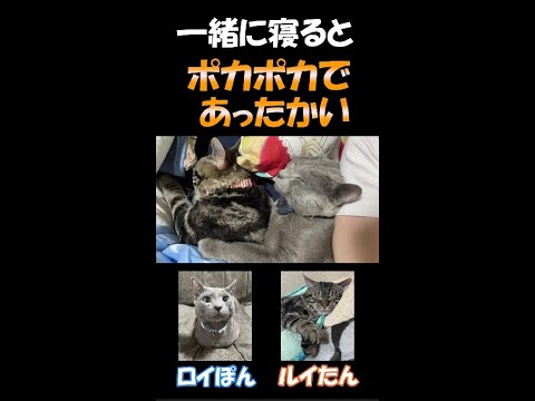 猫と一緒に寝るとポカポカであったかい #Shorts