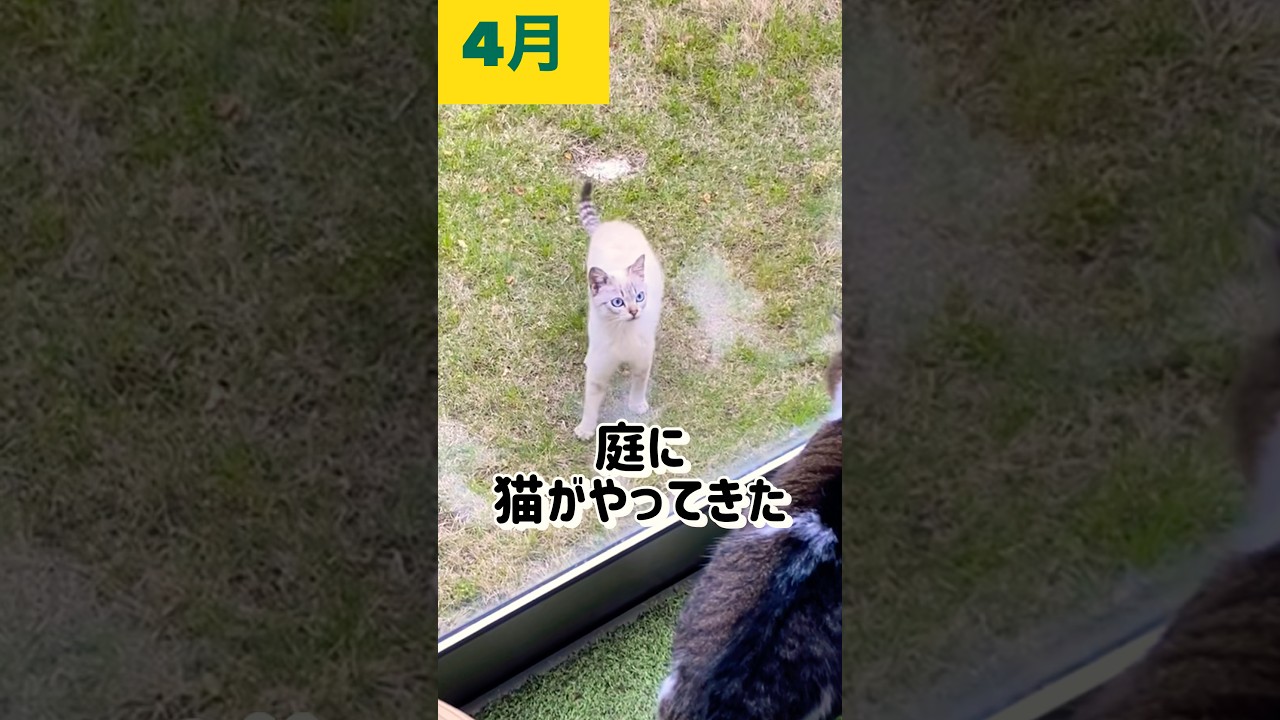 庭に現れた猫を半年かけて捕獲(保護) #shorts