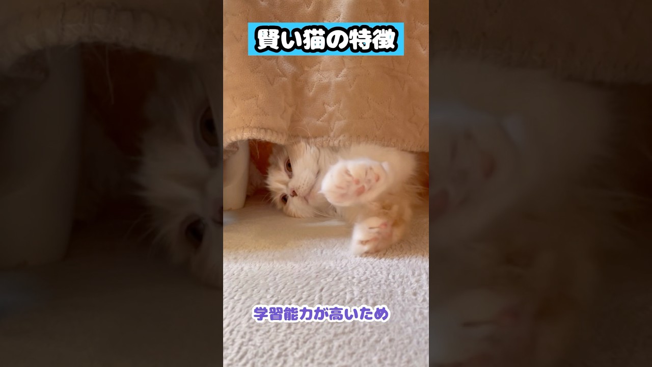 【賢い猫の特徴】#雑学#スコティッシュフォールド#猫あるある#猫かわいい#猫動画#猫おもしろい#Cat#Shorts