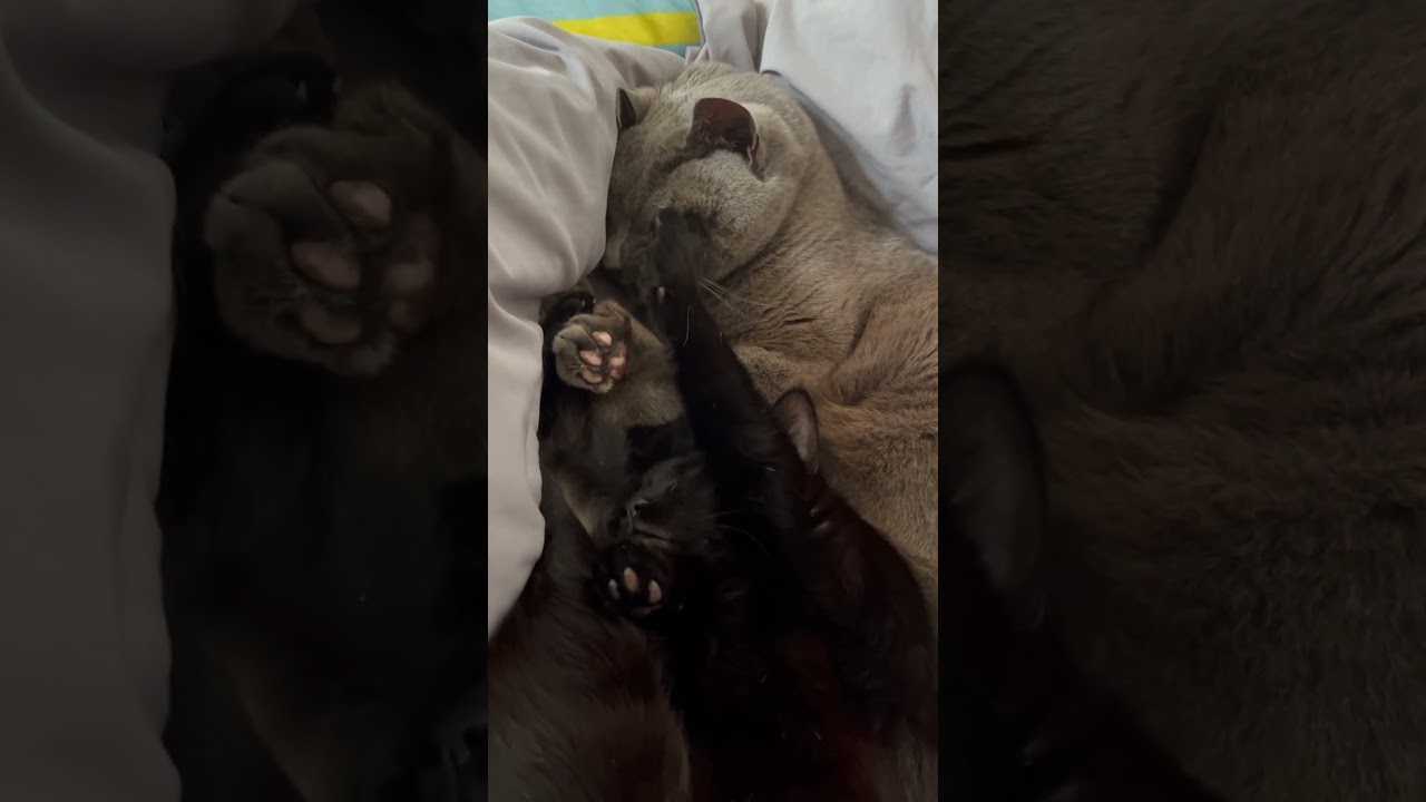 ペーター耐える　ボス猫ロシアンブルーペーター＆黒猫ウズ　保護猫　生後8ヶ月？