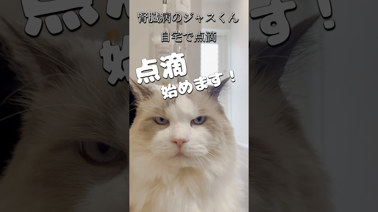 点滴を頑張るラグドール #腎臓病　#ラグドール  #ragdoll