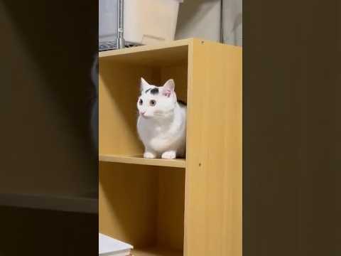 ちきゅーめいくあっぷ計画！#保護猫 #ねこ #猫のいる暮らし ＃ミルねーさん