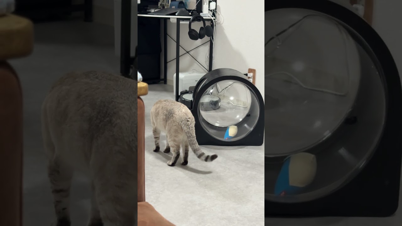 ひたすら回って遊ぶ猫さん　#シャムトラ #元保護猫 #シャムミックス  #cat #猫耳 #kitten  #猫耳 #siamesemix