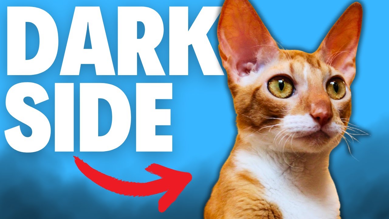What NOBODY Tells You About Cornish Rex Cats...