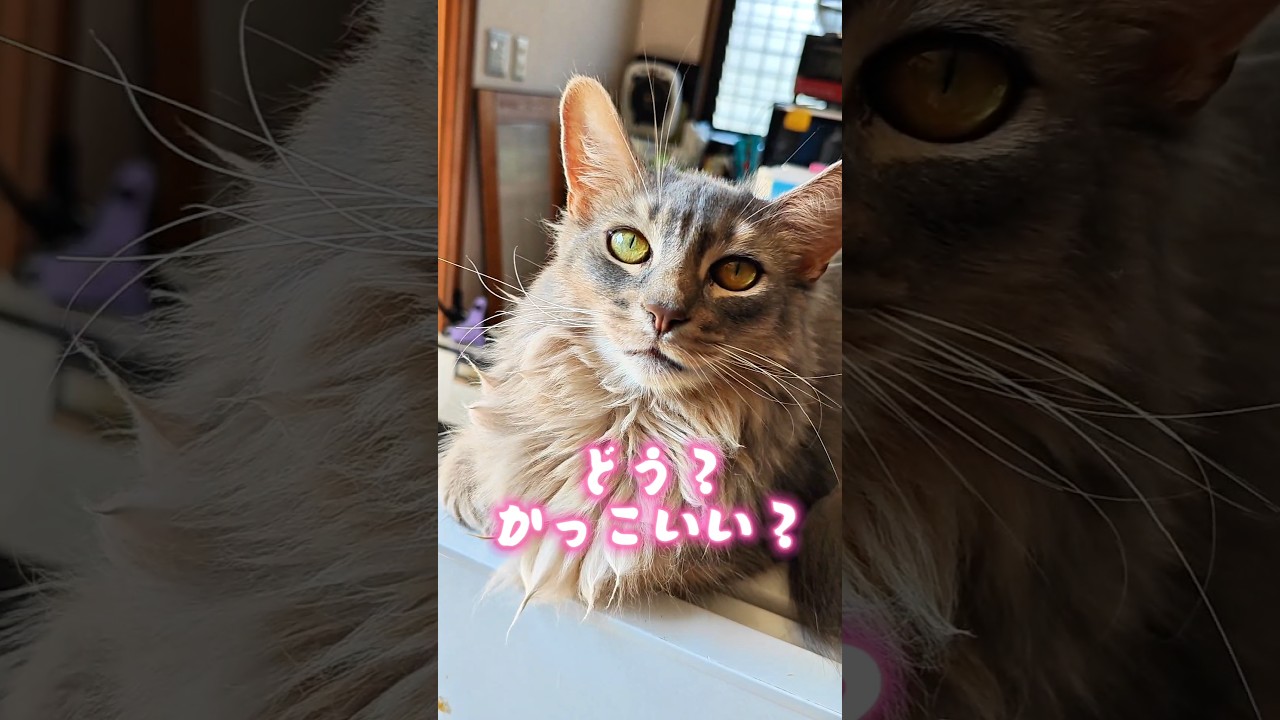 【猫動画】ソマリの胸毛をチネったらオシャレすぎた　#cat  #cats #shorts #猫 #ねこ