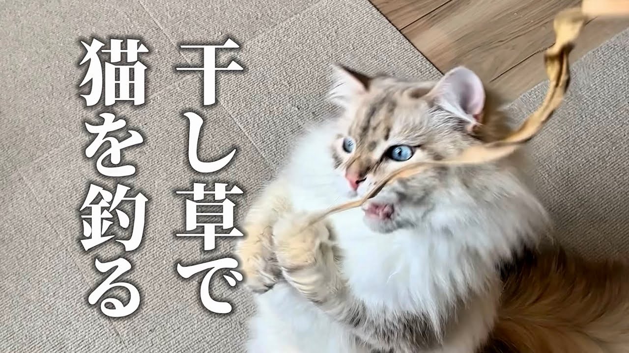 枯れた草は最高の猫じゃらし【サイベリアン】