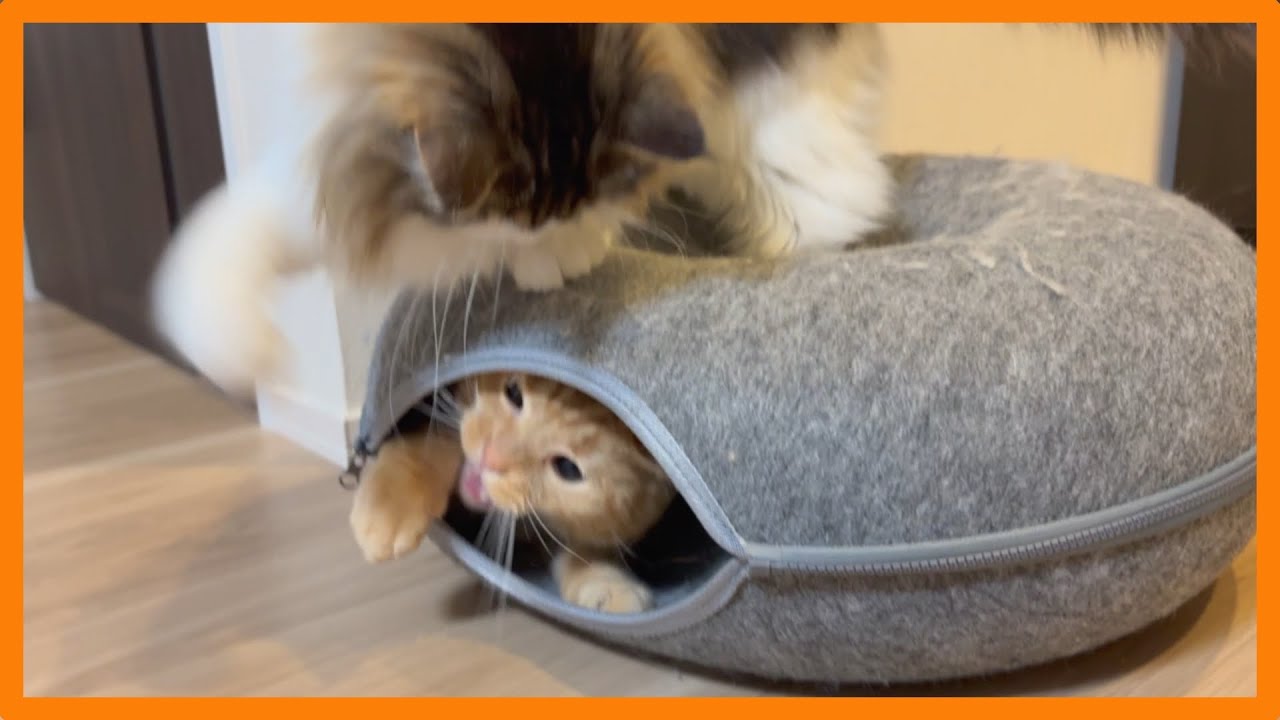 猫と暮らす日常 #70〜妹猫のパンチにビビる兄猫w〜