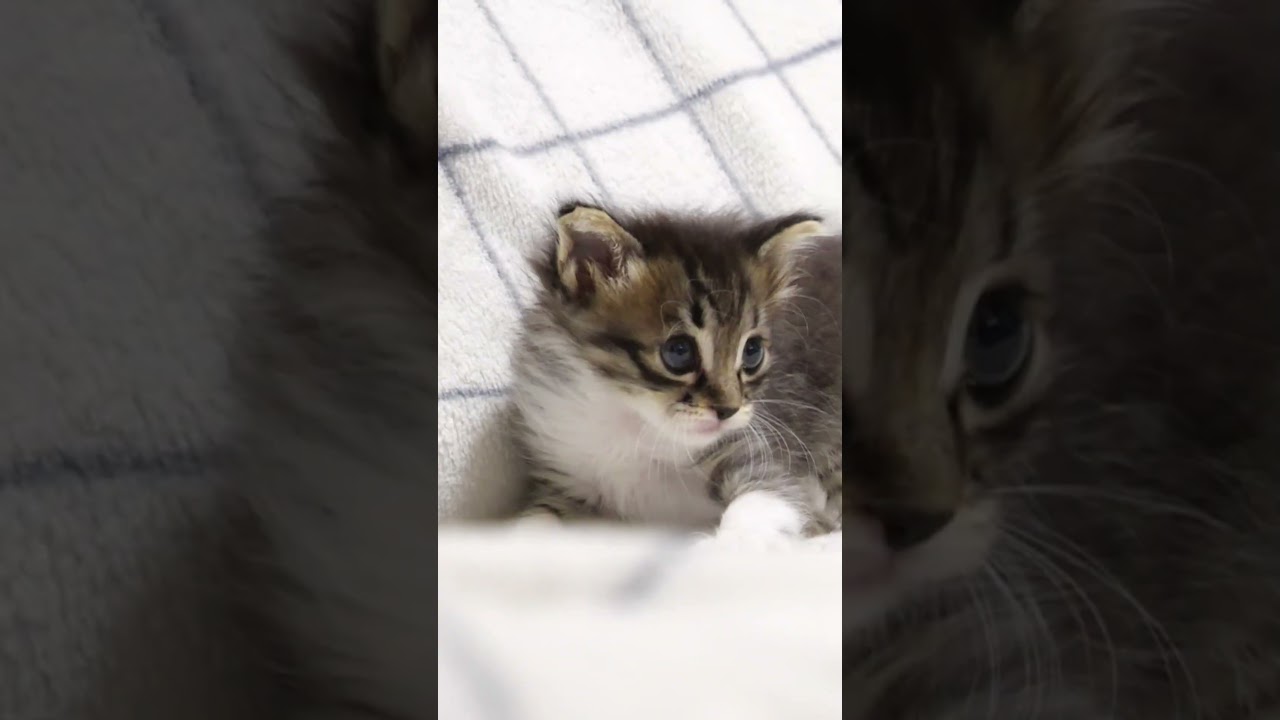 突然、横ジャンプをする子猫。#gatto #kitten #子ネコ #cat #meow
