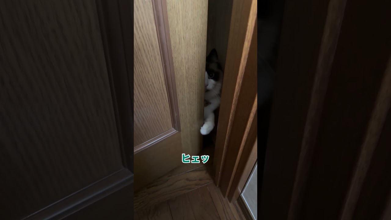 トイレ中に襲撃されました　#猫 #cat #ラグドール