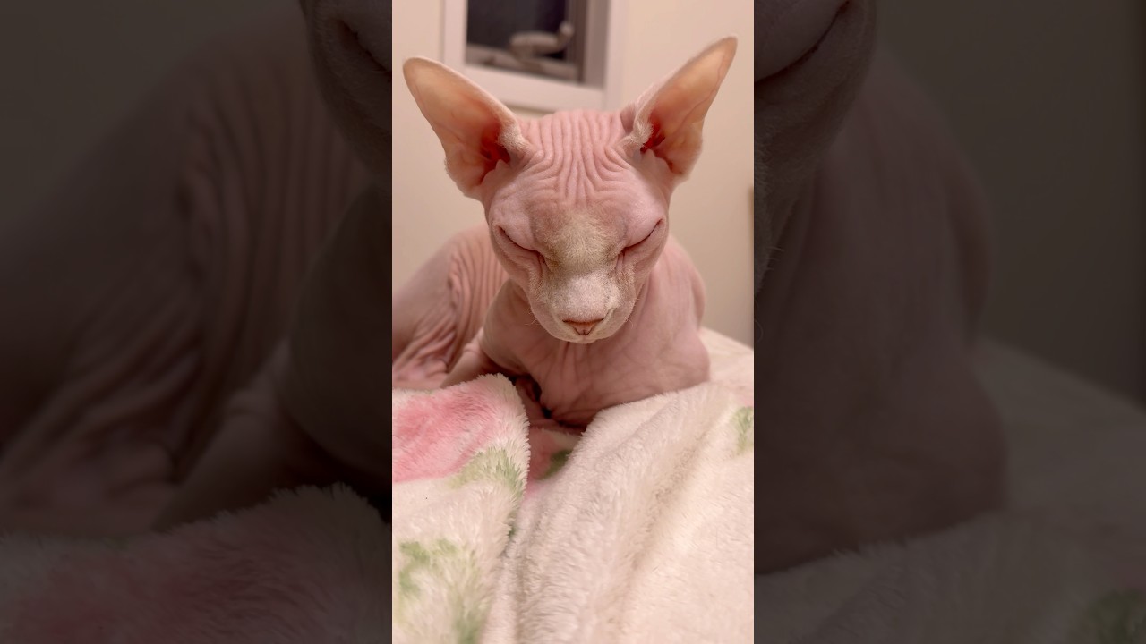 しわしわピンクな毛のない猫【スフィンクス】