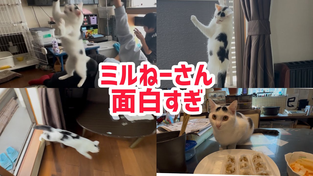 猫って可愛くて面白い！ほんと笑わせてくれるよミルクさんは。#保護猫 #ねこ #猫のいる暮らし #ミルねーさん ＃面白い