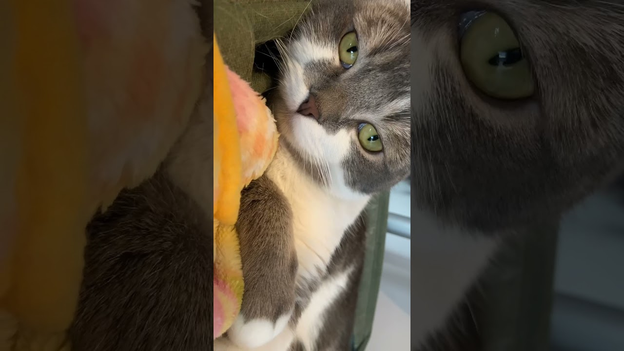 ゆったり添い寝スタイルのたぴ【アメリカンカール・子猫】