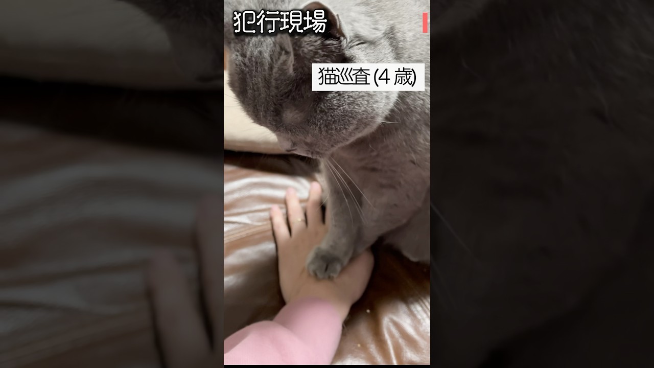 猫が盗撮犯を確保した決定的瞬間　#シャルトリュー #猫 #ねこ #サカナクション