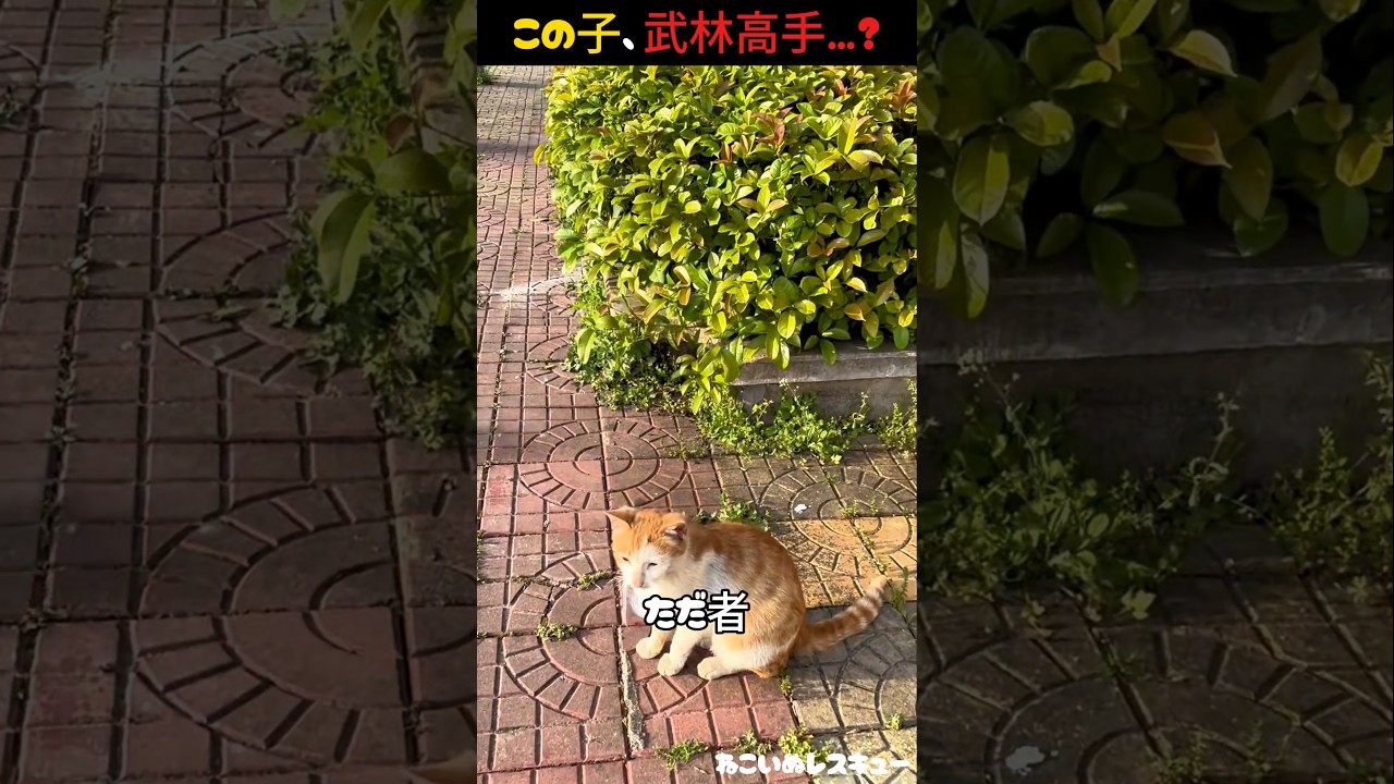 この舌、子猫より大きい…？