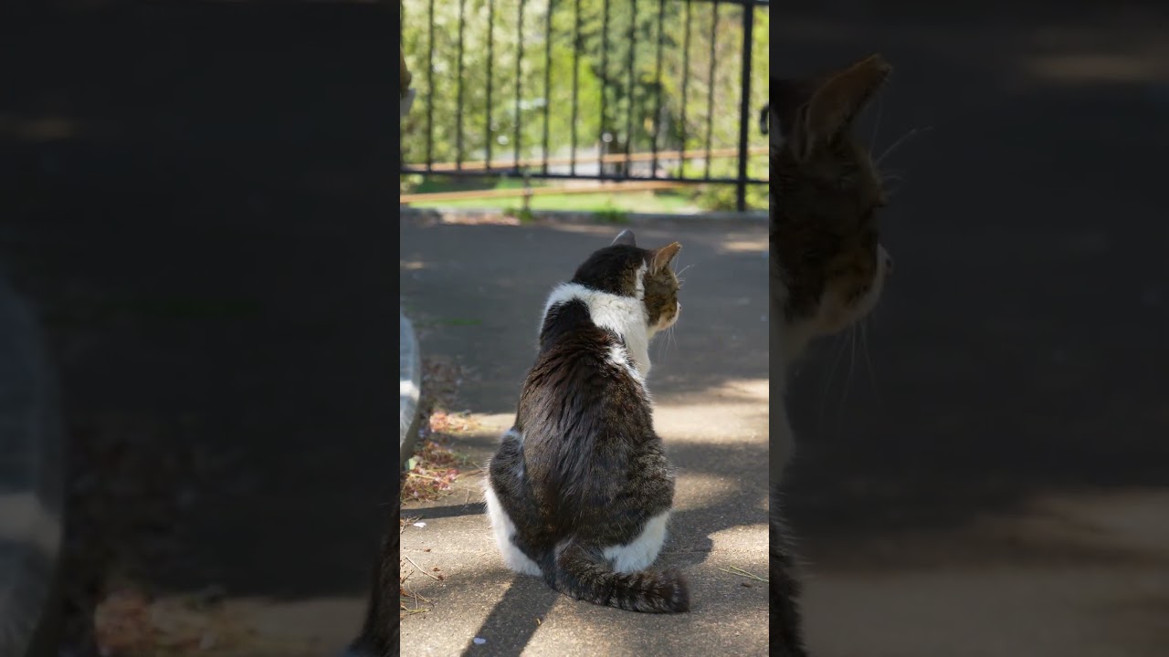 公園の猫さん３　ちょっと佇んでみる #地域猫