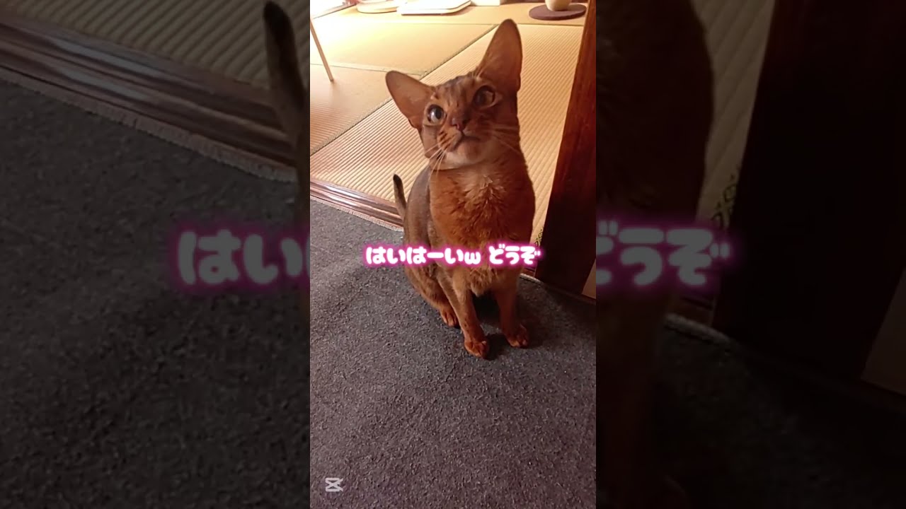 ❇️犬みたいな猫様🐈🎶⸒⸒memories of 2025【abyssinian cat boy】　　