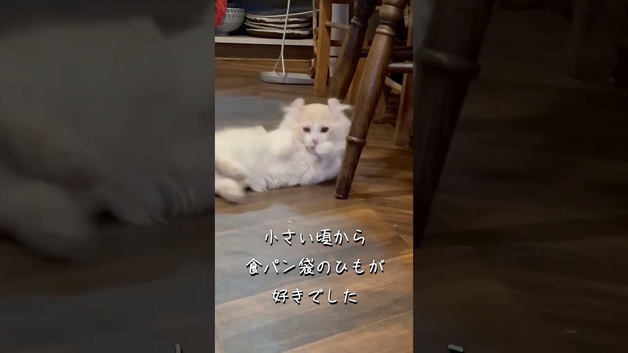 小さいころから食パン袋の紐が好きでした。