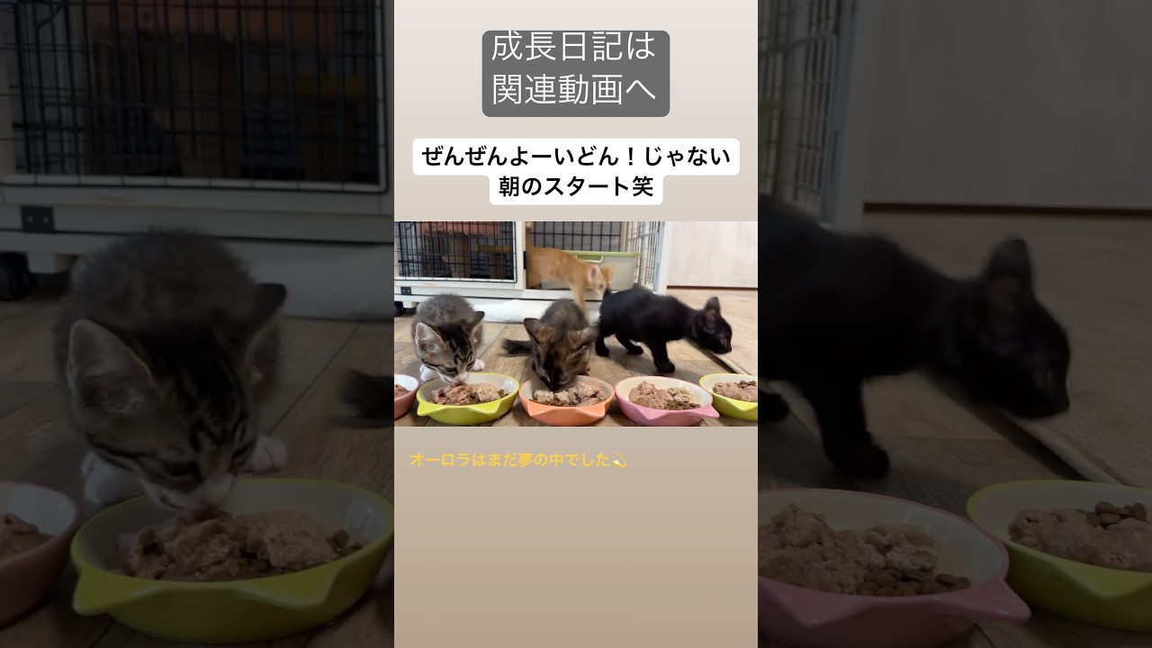 生後49日の子猫の1日　フルバージョンは関連動画へ　#kitten #保護猫