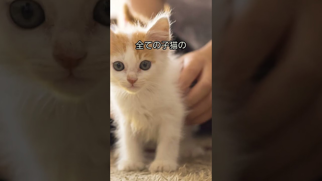 あなたの知らないスコティッシュフォールドの秘密５選 #猫 #動物 #shorts