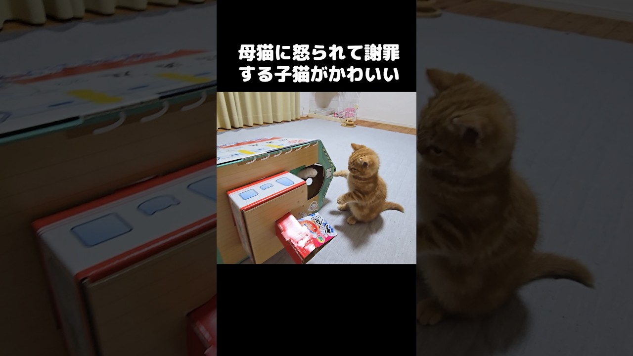 母猫に怒られて謝る子猫...Discipline by mom cat = effective 😂