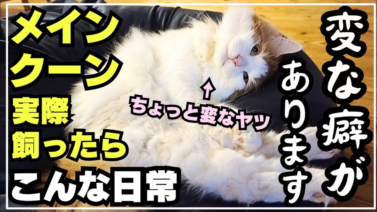 大型猫メインクーンの変なクセ【猫あるある？】