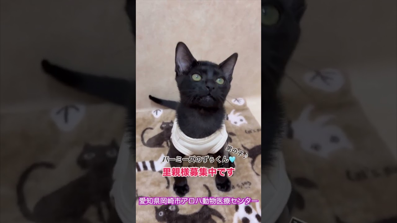 里親募集中　バーミーズ　男の子