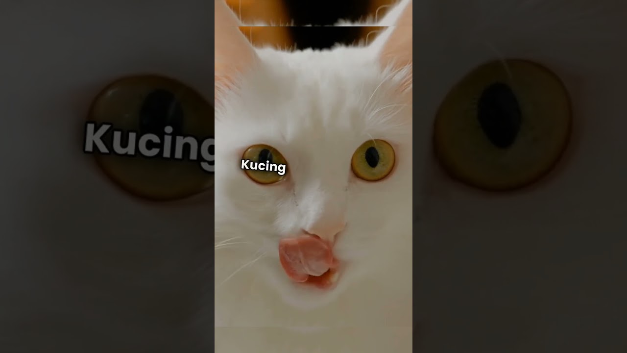 Fakta Unik Kucing Rex Cornish #facts #fyp #trending #viral #tiktok #fakta #faktaunik #kucing