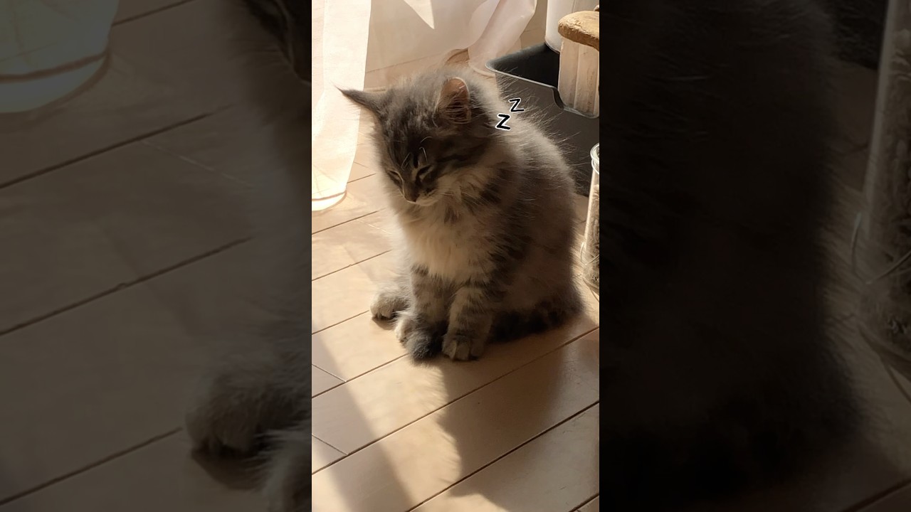 小さい家族を迎えてから #shorts #ノルウェージャンフォレストキャット #子猫 #cat