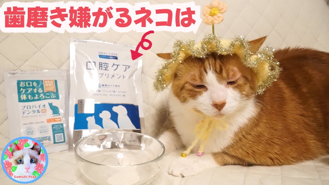 歯磨き嫌いな猫にこれで何とかなるのでしょうか？  Oral Supplements for Cats