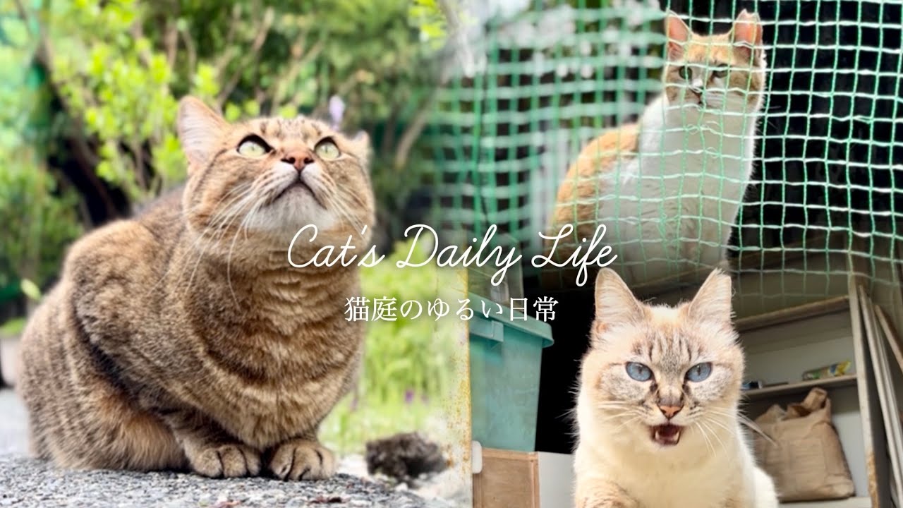 猫たちが集う平穏と癒しの庭【プレミア公開】