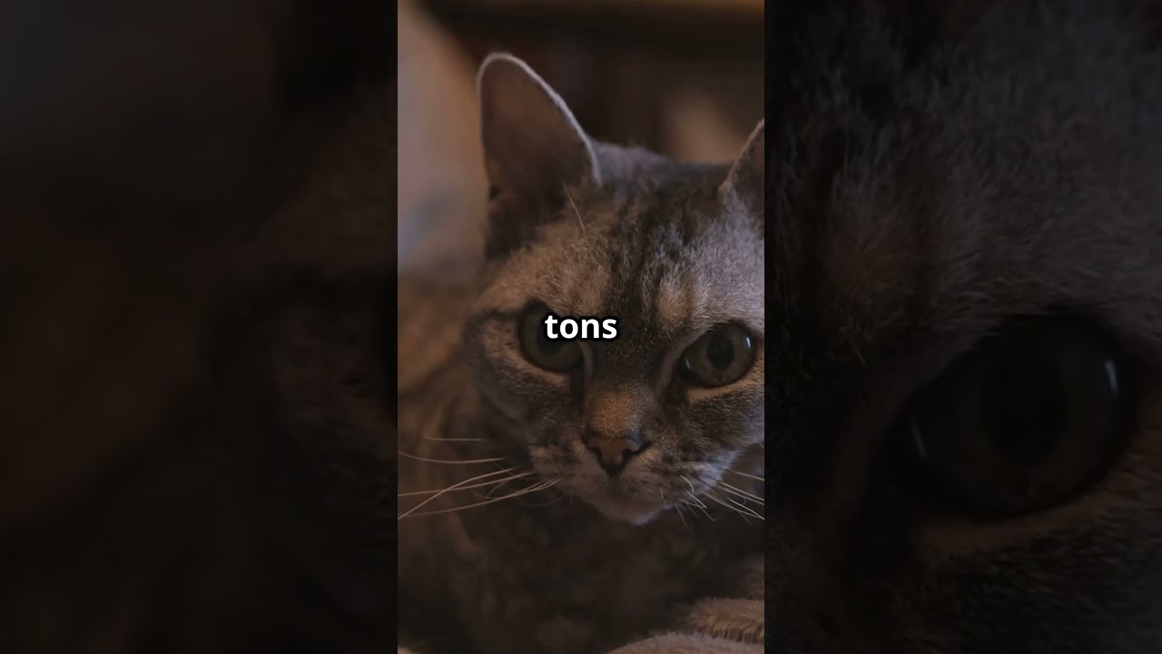 Curly-Haired Cats: The Purrfect Companions! #CurlyHairedCats #CatBreeds #PetCompanions #CatLovers