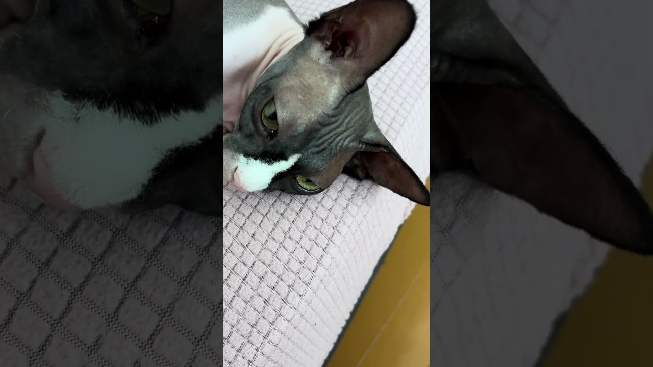 しつもーん！スフィンクス猫に眉毛はあるのか！？ #スフィンクス猫 #猫のいる暮らし