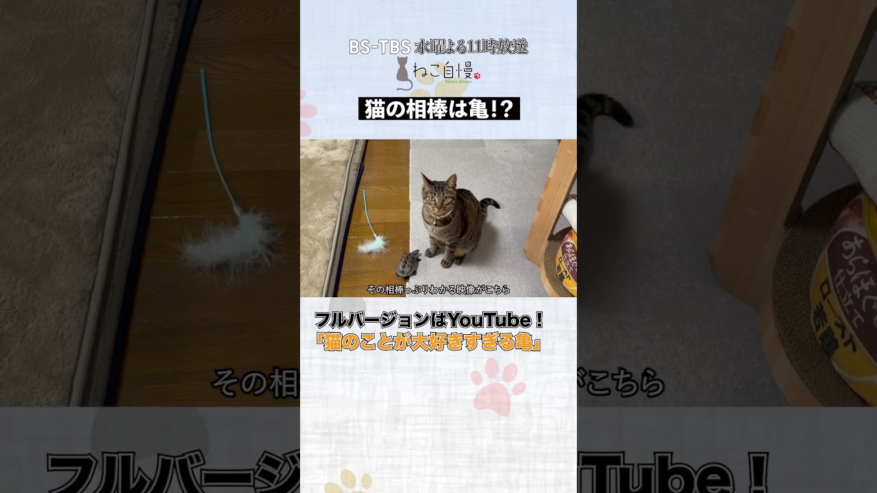 猫のことが大好きすぎる亀 #ねこ自慢 #猫 #cat #亀 #相思相愛 #shorts