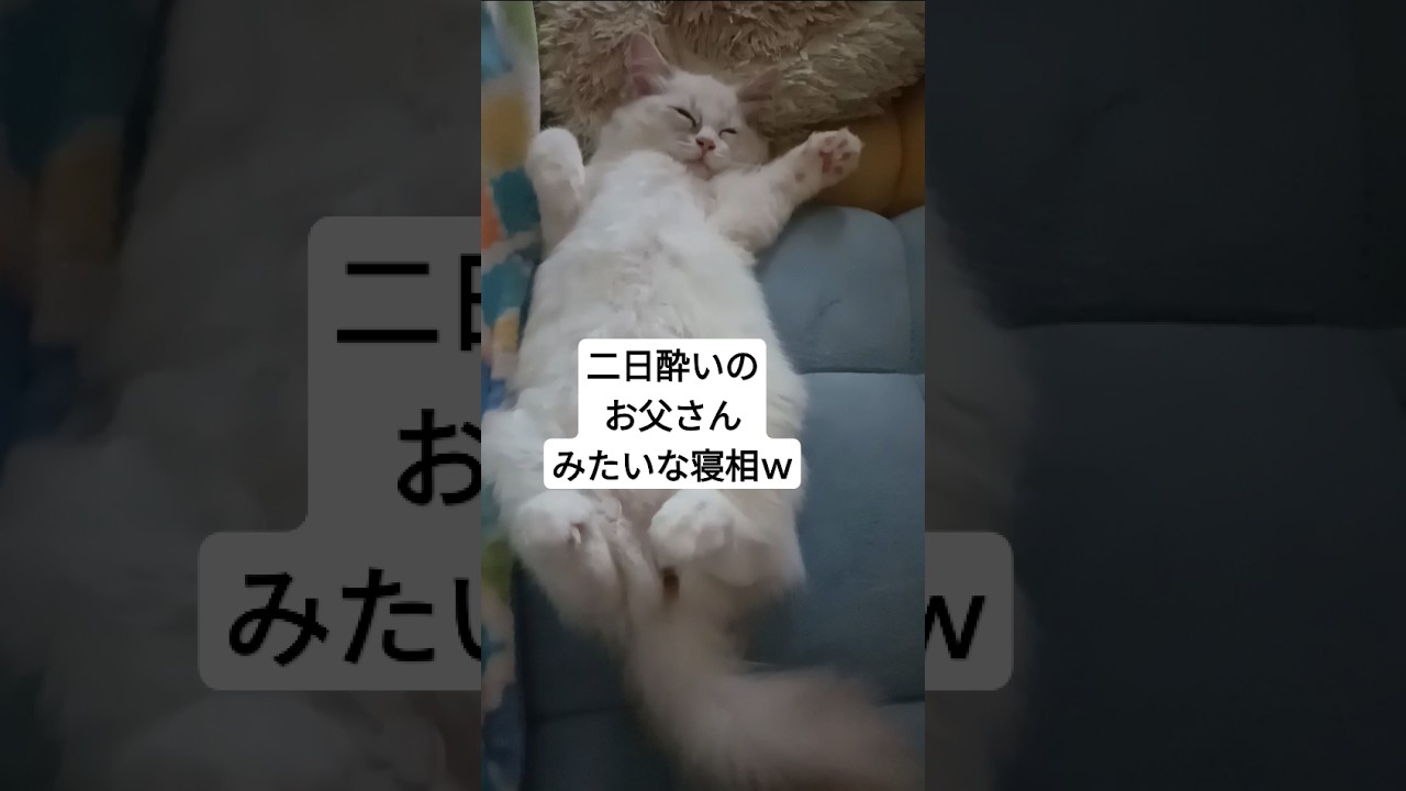 すごい寝相のラグドール #shorts #short#ショート#ショート動画#ラグドール#ラガマフィン#cat#猫#ねこ#ネコ#可愛い#カワイイ#かわいい#寝相#寝てる#寝てる猫#寝方