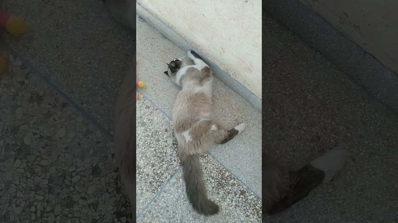 عندما تكون قطتك أكثر تدليلًا منك! 😼💅""لا تُشاهد هذا الفيديو إذا كنت غيورًا من القطط المدللة! 🤣🐾"