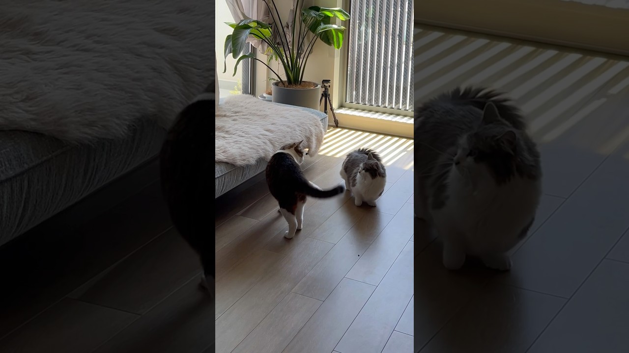 短足猫の覇王色 #shorts #マンチカン #猫のいる暮らし