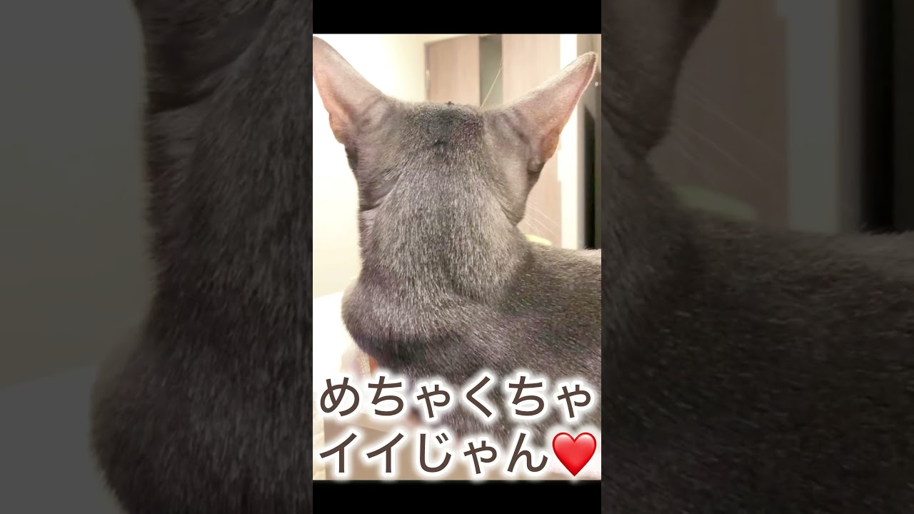 あれ？！今日ビジュイイじゃんアビたん♡ #cat #猫  #イイじゃん #アビシニアン