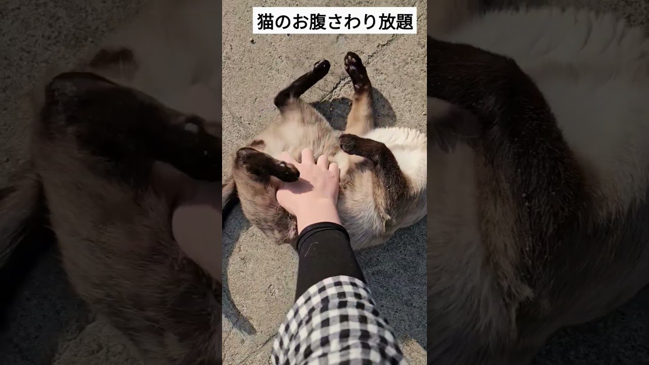 天気が良くて無防備になる猫。 #シャム猫ひおろ #cat