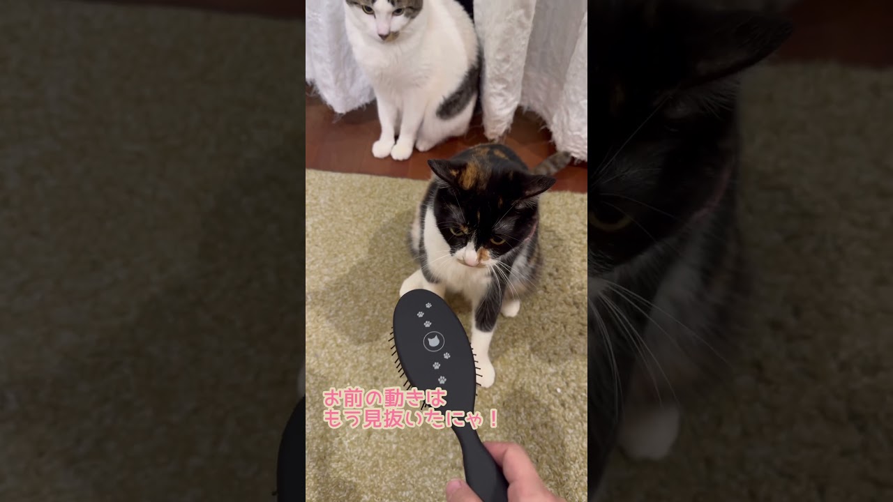 【ねこ】ブラシを嫌がる猫もとろける魔法のブラシを試したかったのに…【三毛猫】