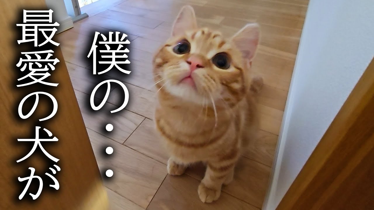 子猫が何か訴えてくるのでついていったらまさかの展開に…