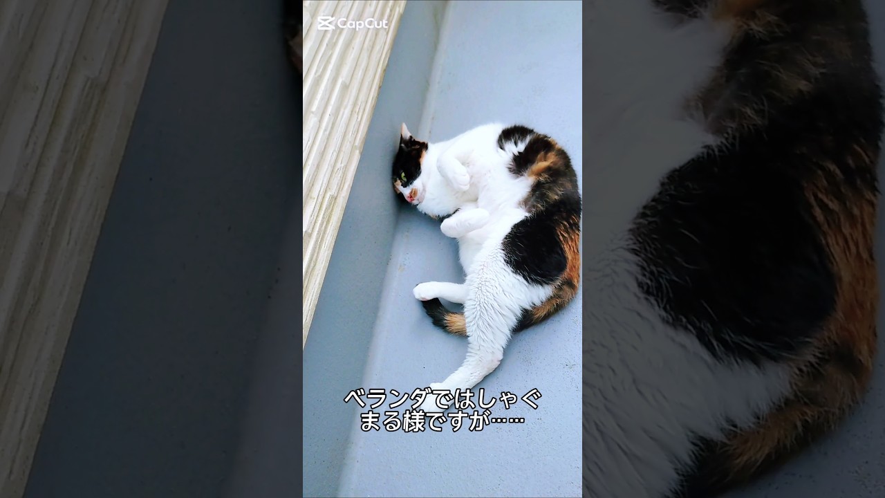 ベランダ遊び中に悲劇が！？#猫 #cat #三毛猫 #猫かわいい #猫動画 #猫のいる暮らし #猫好きさんと繋がりたい